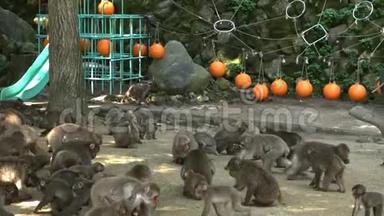 日本Oita的野生日本猴子。 吃麦饵的猴子